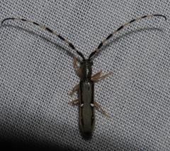 Antodice venustula