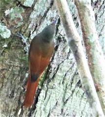 Sittasomus griseicapillus image