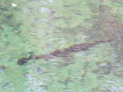 Lepisosteus osseus