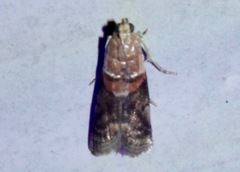 Acrobasis palliolella