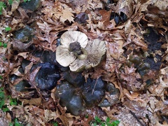 Lactarius atroviridis