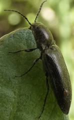 Hemicrepidius hirtus