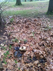Lactarius atroviridis