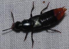 Xenopygus analis