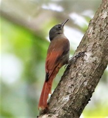 Sittasomus griseicapillus image