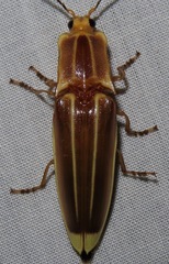 Semiotus ligneus