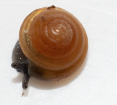 Euconulus