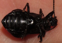 Phymatestes monstrosus