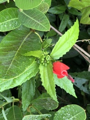 Malvaviscus arboreus