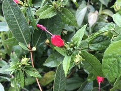 Malvaviscus arboreus