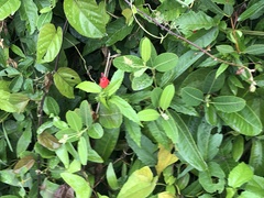 Malvaviscus arboreus