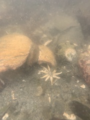 Halcampa decemtentaculata