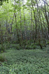 Hydrophyllum tenuipes