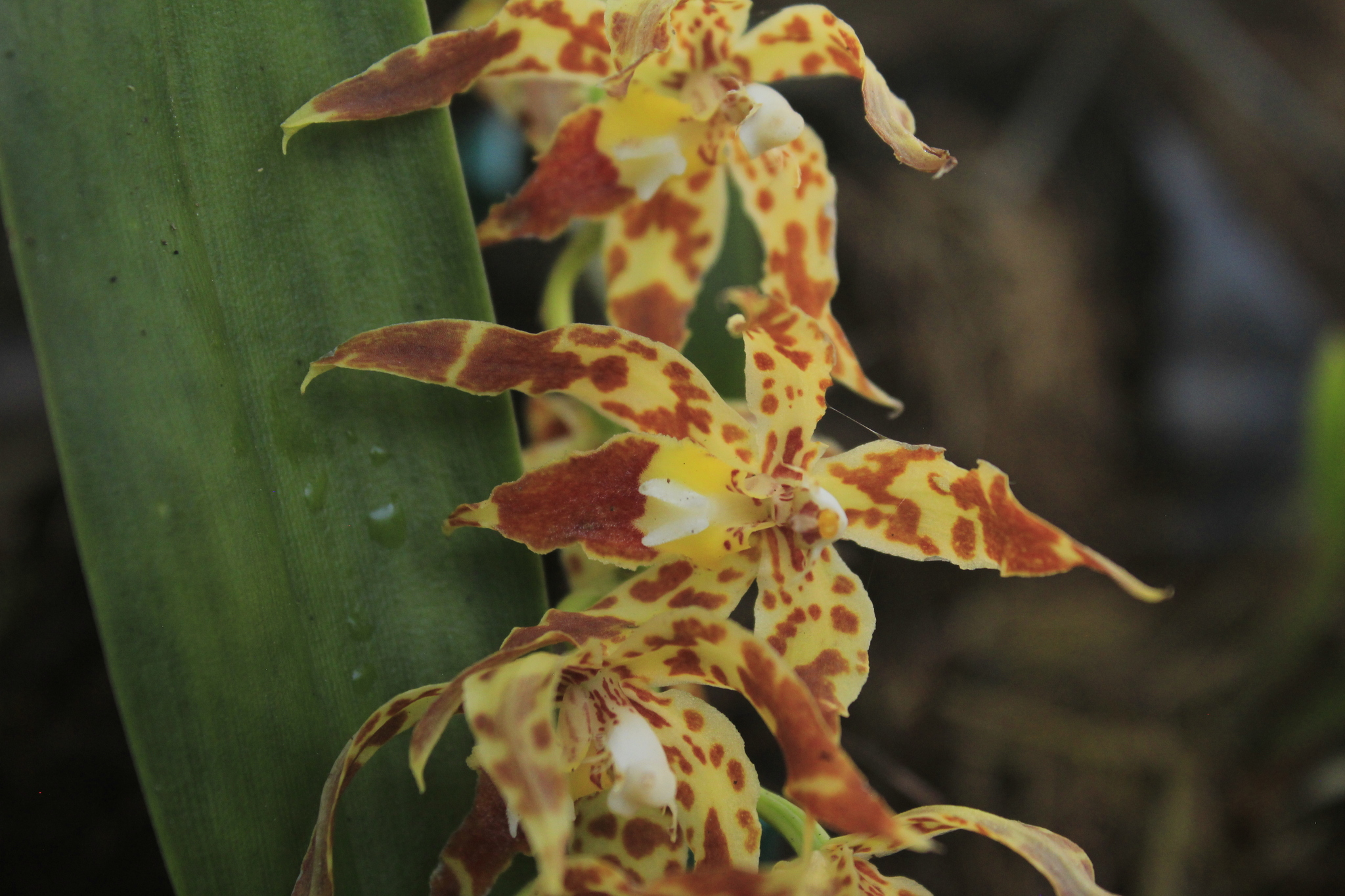 Imagem de Oncidium crocidipterum
