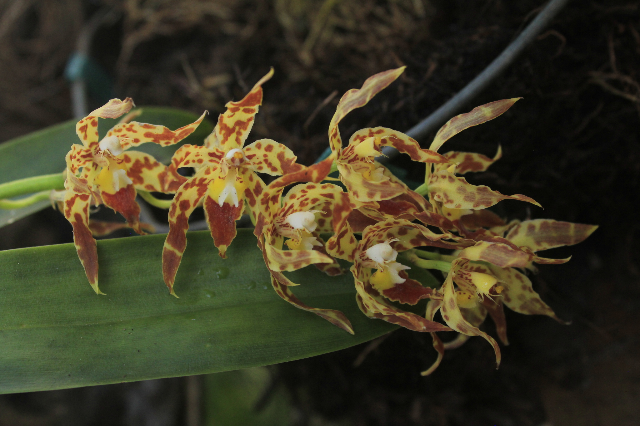 Imagem de Oncidium crocidipterum