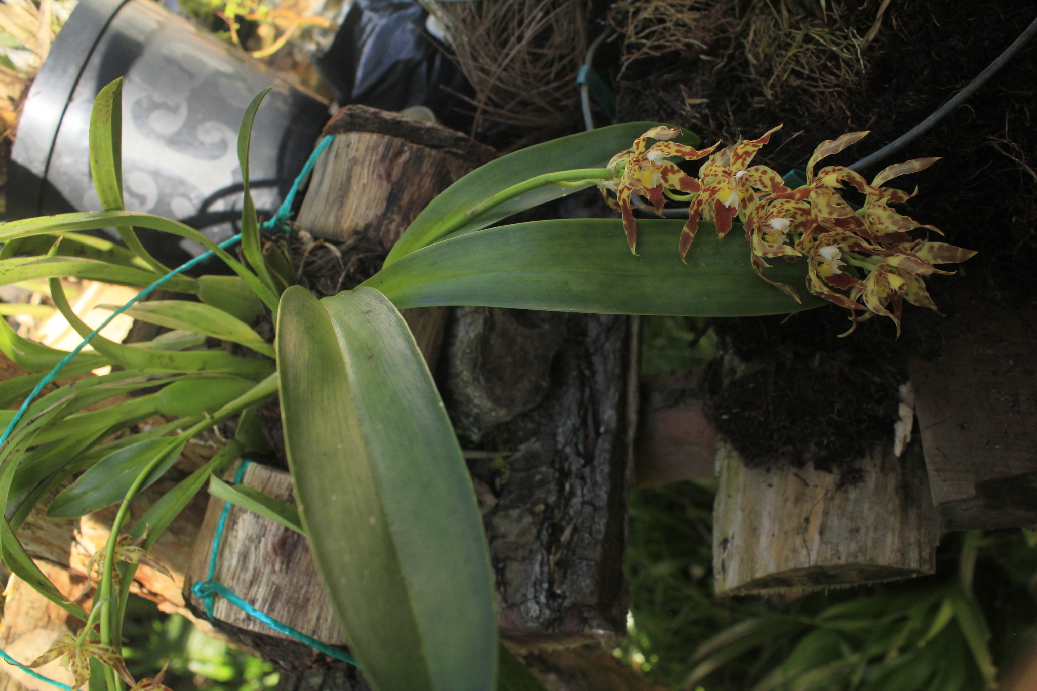 Imagem de Oncidium crocidipterum