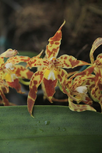 Crocidipterum Oncidium