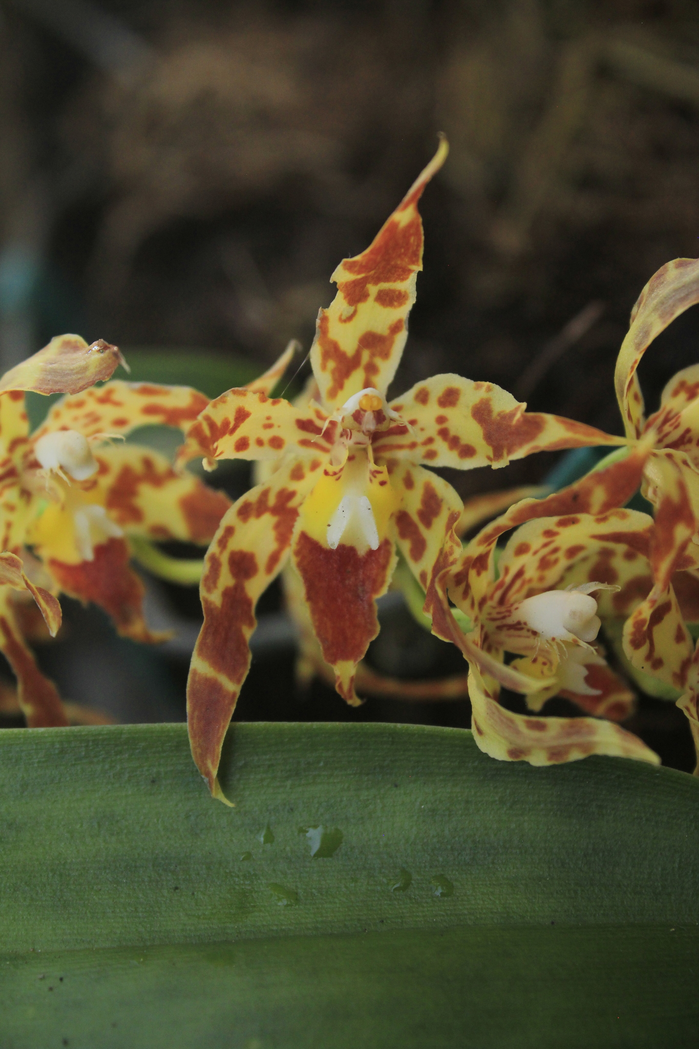 Imagem de Oncidium crocidipterum