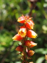 Echeveria bicolor