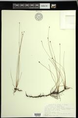 Eleocharis elliptica