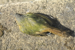 Mionectes oleagineus