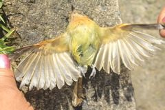 Mionectes oleagineus