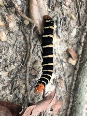 Isognathus swainsonii