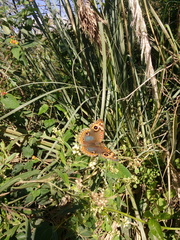 Junonia genoveva hilaris