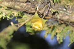 Masdevallia platyglossa