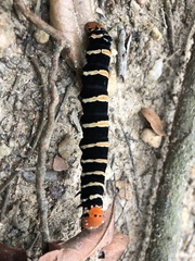 Isognathus swainsonii