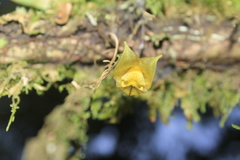 Masdevallia platyglossa