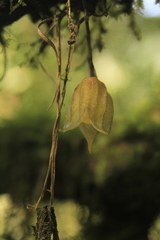 Masdevallia platyglossa