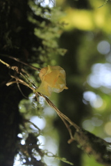 Masdevallia platyglossa
