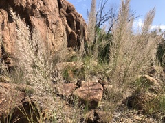 Muhlenbergia emersleyi