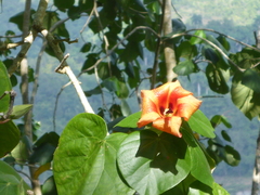 Hibiscus elatus