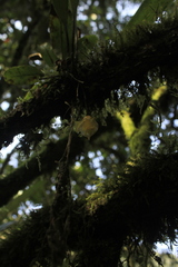 Masdevallia platyglossa