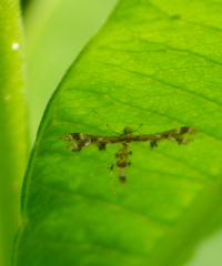 Geina tenuidactylus