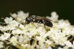Hylaeus affinis