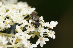 Hylaeus affinis