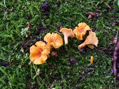Cantharellus appalachiensis