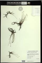 Eleocharis uniglumis