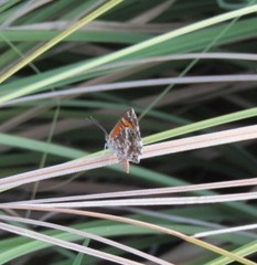 Aricoris campestris