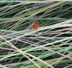 Aricoris campestris