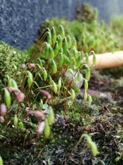 Ptychostomum capillare