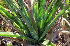 Aloe micracantha
