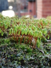 Ptychostomum capillare