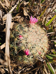Mammillaria jaliscana jaliscana
