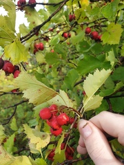 Crataegus irrasa