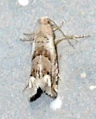 Epiblema luctuosissima