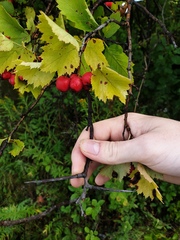 Crataegus irrasa
